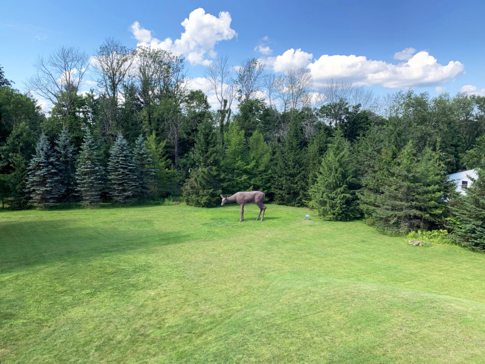Large sculpture of white-tailed deer, aerial view