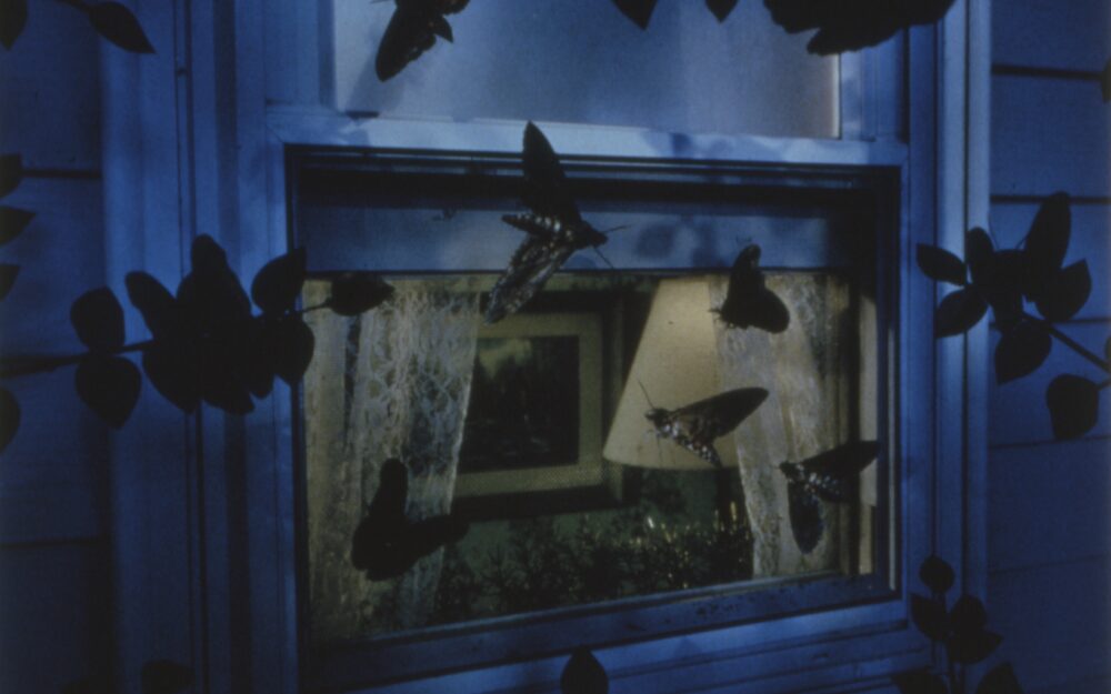 Nightime image of a window with large insects in front of it