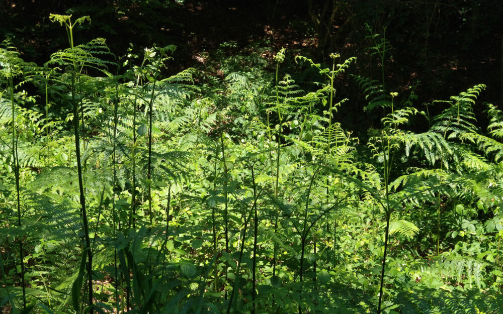 Photograph of ferns in the sunlight.