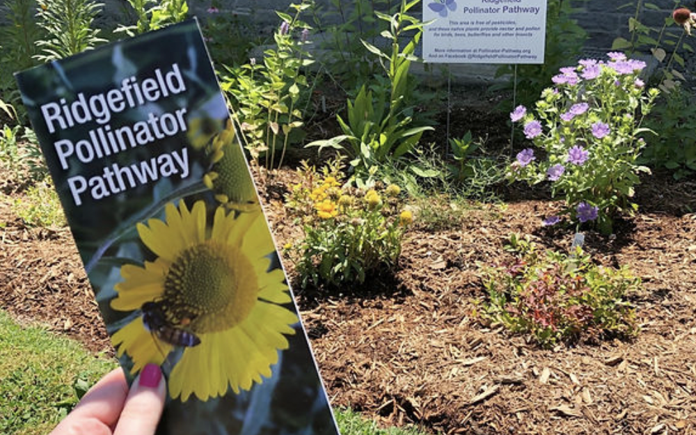 Photo of a hand holding up a Pollinator Pathway brochure in front of The Aldrich's pollinator garden.
