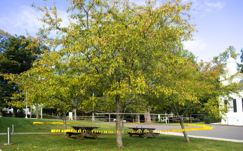 Mobile sculptures with yellow dangling pieces hung in trees by two picnic tables.