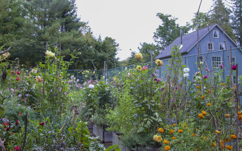 A flower garden with a blue barn in the background.