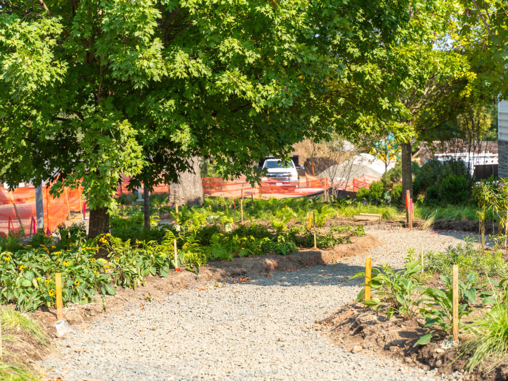 Pollinator pathway with plants