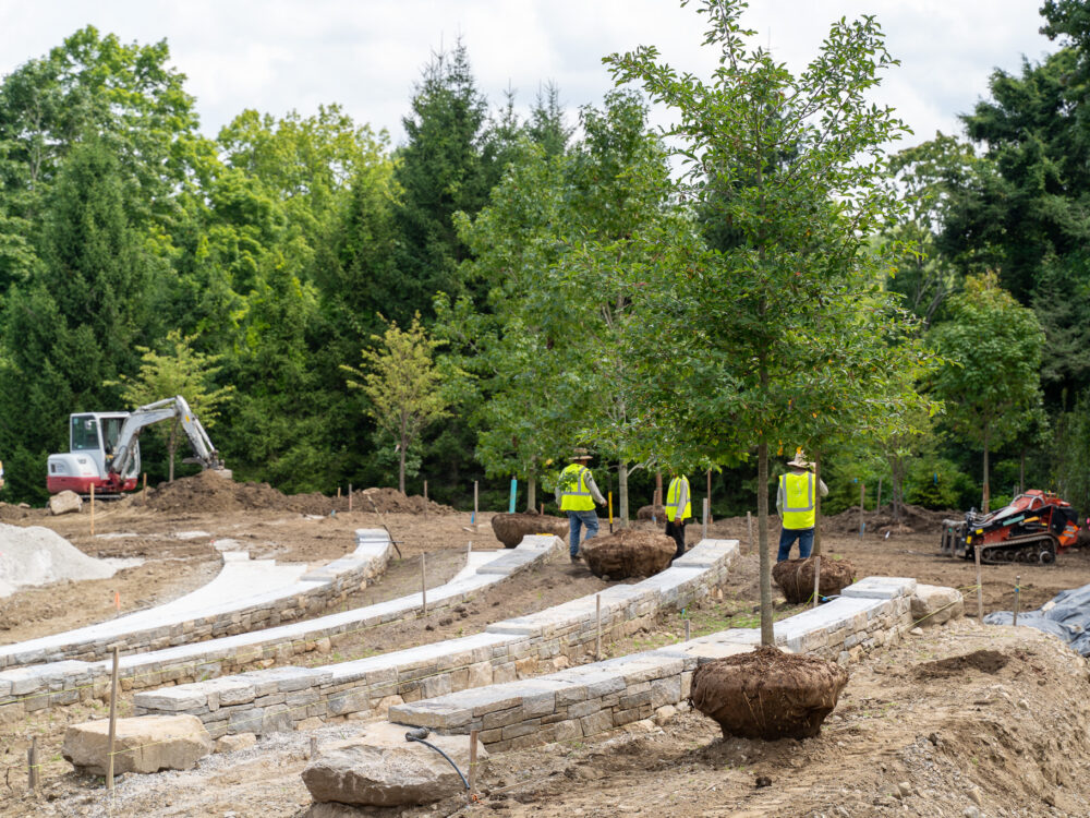 Tree planting in the Sculpture Garden