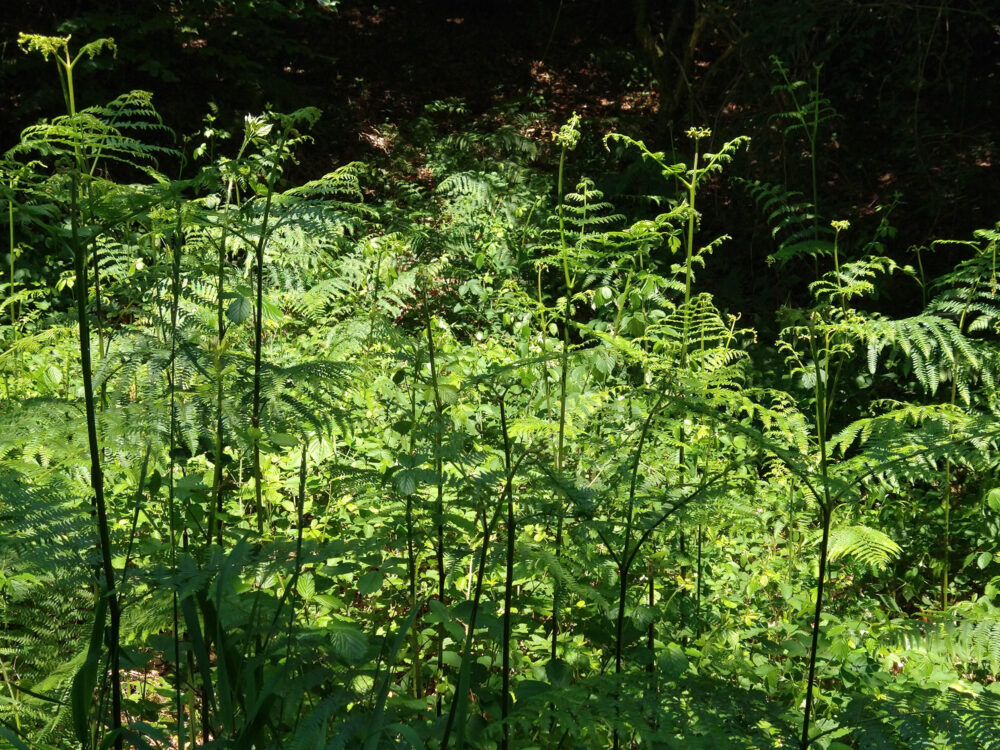 Photograph of ferns in the sunlight.
