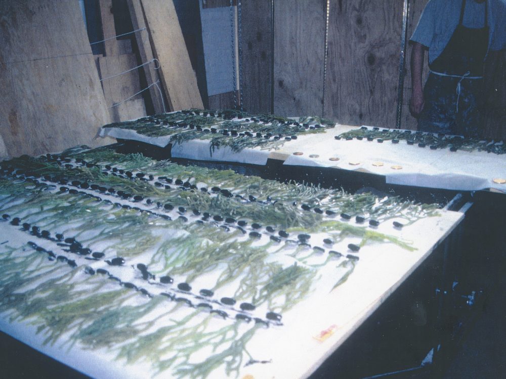 many false seaweeds/ algae drying on a table