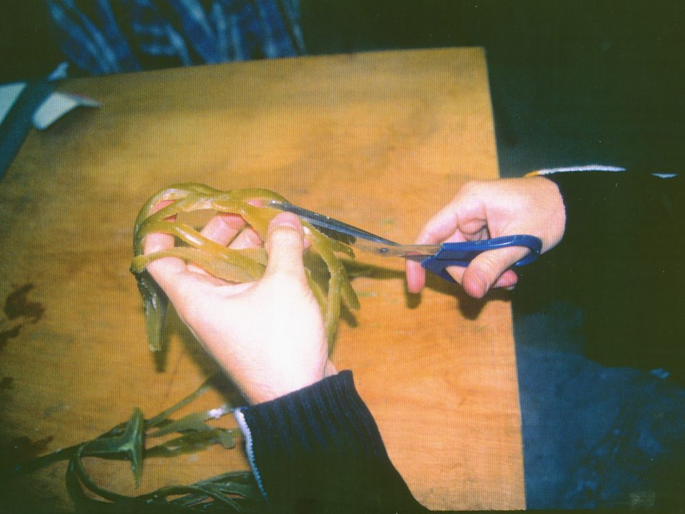Someone cutting rubber algae with scissors