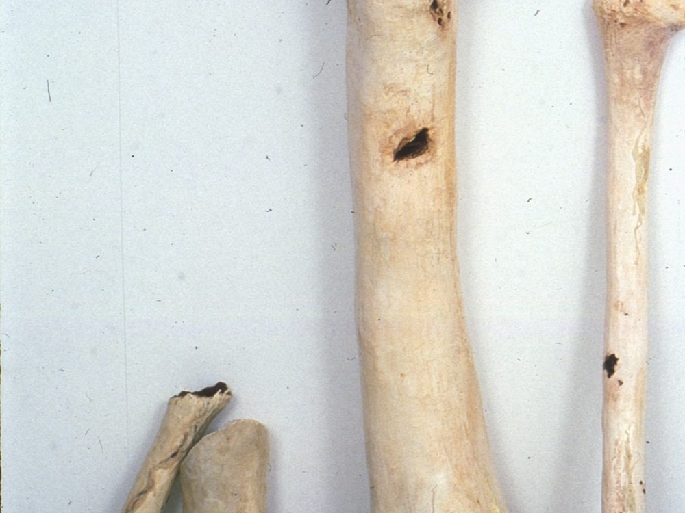 This is a photograph of a work which loos like regular animal bones but they are giant-sized false bones